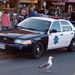 Sose nézd madárnak az amerikai rendőrt
