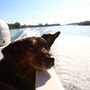 Buksi kutya indulásnál bekönyörögte magát a hajóba