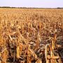 Kérdés, mi történik a kukorica betakarítása után a maradékkal, a szárral, levéllel, gyökérrel