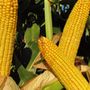 Az etanolgyártás legfontosabb alapanyaga a kukorica